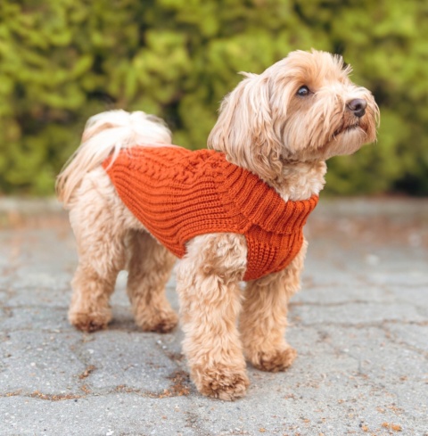 Sweter Golf dla psa Wear M miedziany Chaba Sweter Golf dla psa Wear M miedziany Chaba