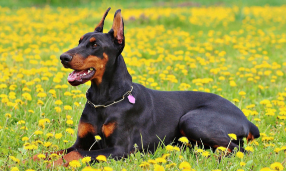 Doberman